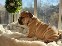 Tobey, a male English Bulldog for sale in Richmond, VA – Photo 5 of 5