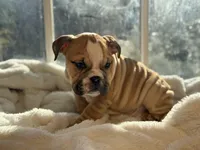 Tobey, a male English Bulldog for sale in Richmond, VA – Photo 2 of 5