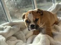 Tobey, a male English Bulldog for sale in Richmond, VA – Photo 3 of 5