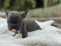 Bluey, a male French Bulldog for sale in Richmond, VA – 5 of 5