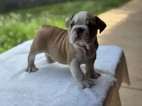 Maxwell, a male English Bulldog for sale in Richmond, VA – 4 of 4