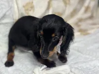 Lainey, a  Miniature Dachshund for sale in Richmond, VA – 4 of 5