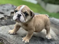 Chuck, a male English Bulldog for sale in Richmond, VA – 5 of 5