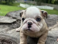 Gator, a male English Bulldog for sale in Richmond, VA – 5 of 5