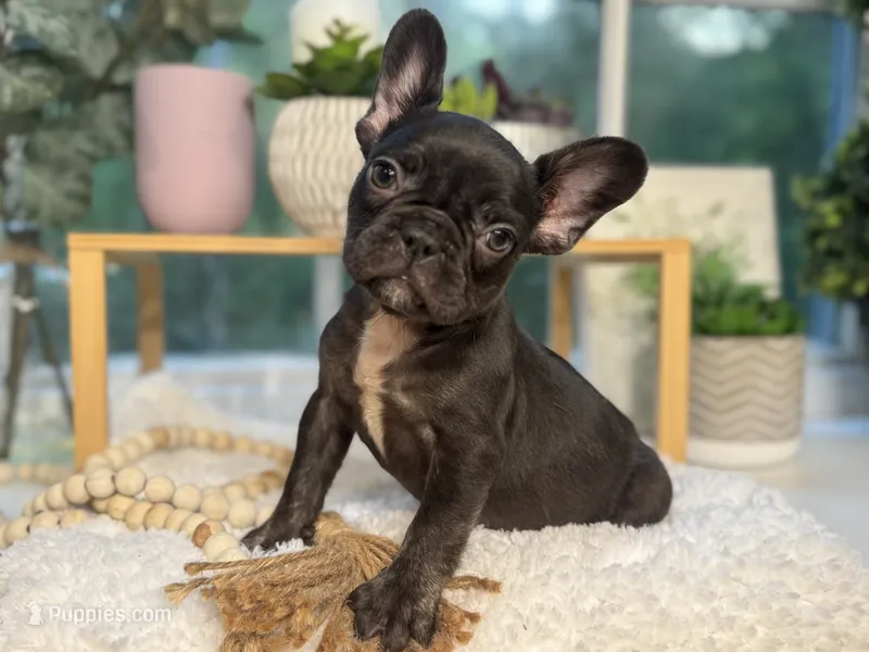 Coco Bean  – French Bulldog puppy for sale in Richmond, VA
