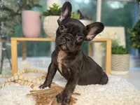 Coco Bean , a female French Bulldog for sale in Richmond, VA – 1 of 4