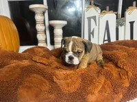 Amber , a female English Bulldog for sale in Richmond, VA – 2 of 4