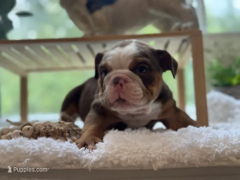 Mocha  – English Bulldog puppy for sale in Richmond, VA