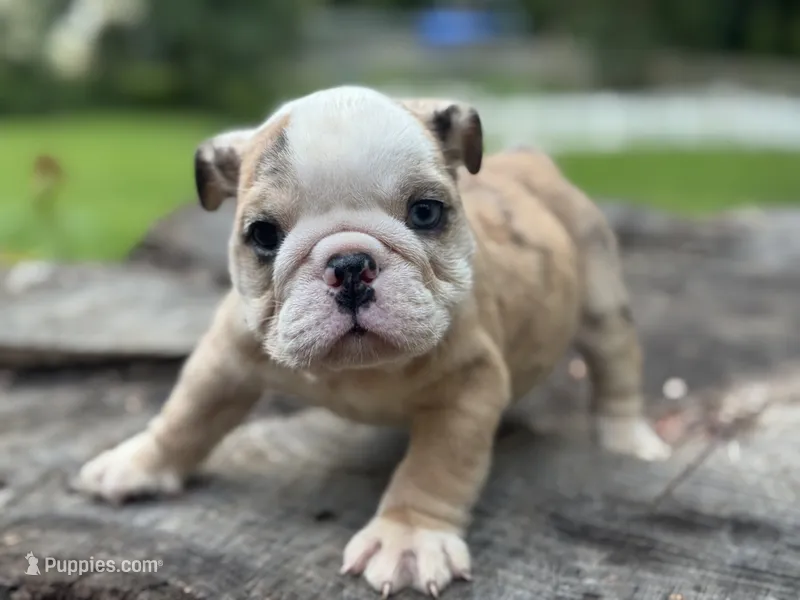 Gator – English Bulldog puppy for sale in Richmond, VA