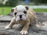 Gator, a male English Bulldog for sale in Richmond, VA – 1 of 5
