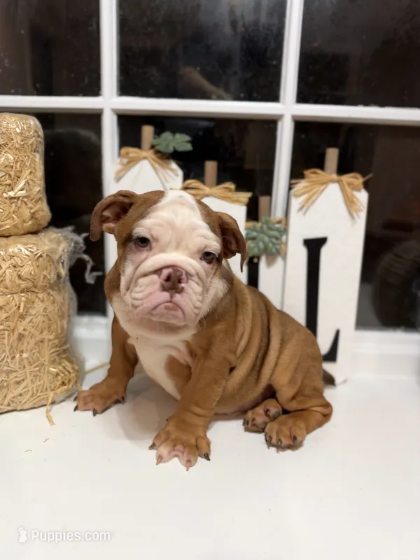 Queen Elizabeth  – English Bulldog puppy for sale in Richmond, VA