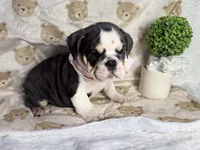 Hazel, a female English Bulldog for sale in Richmond, VA – 5 of 5