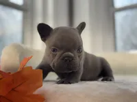 Denver, a male French Bulldog for sale in Richmond, VA – 4 of 4