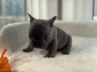 Denver, a male French Bulldog for sale in Richmond, VA – 2 of 4