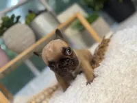 Maple , a female French Bulldog for sale in Richmond, VA – 1 of 4