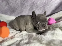 Athena, a female French Bulldog for sale in Richmond, VA – 4 of 6