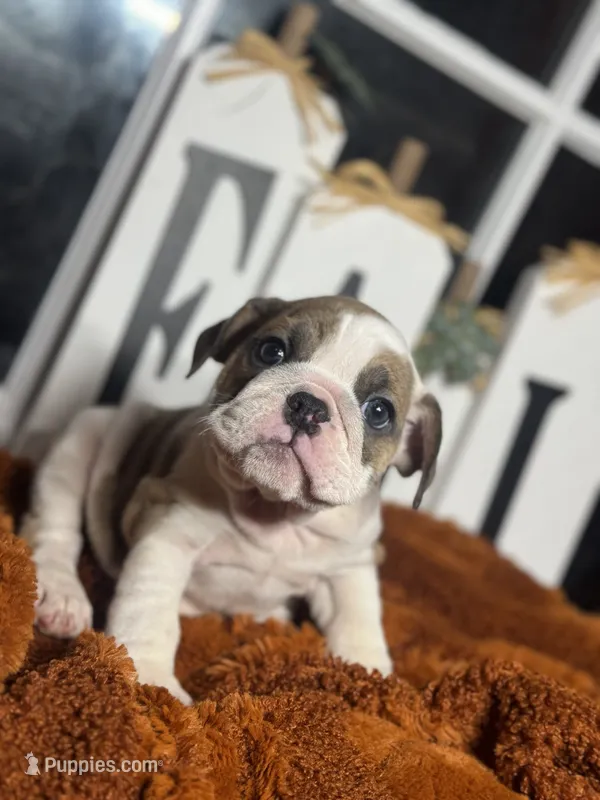 Willow – English Bulldog puppy for sale in Richmond, VA