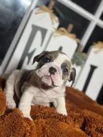 Willow, a female English Bulldog for sale in Richmond, VA – 1 of 4