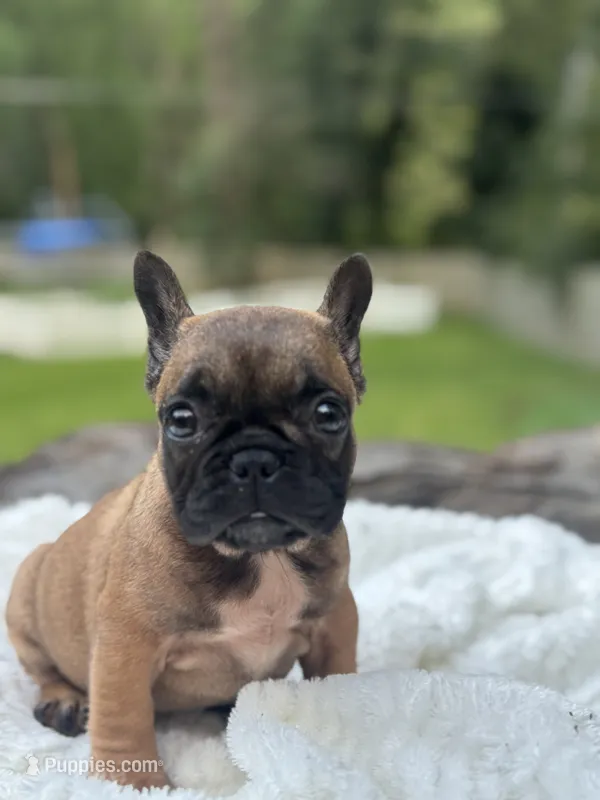 Eve – French Bulldog puppy for sale in Richmond, VA