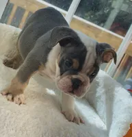 King Charles , a male English Bulldog for sale in Richmond, VA – 3 of 3