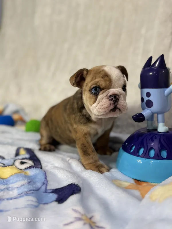 Nacho – English Bulldog puppy for sale in Richmond, VA