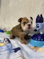 Nacho, a male English Bulldog for sale in Richmond, VA – 1 of 5