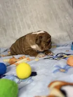 Cooper, a male English Bulldog for sale in Richmond, VA – 2 of 5