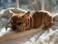 Pink, a female French Bulldog for sale in Richmond, VA – Photo 3 of 4