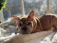 Pink, a female French Bulldog for sale in Richmond, VA – Photo 2 of 4