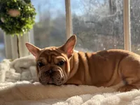 Pink, a female French Bulldog for sale in Richmond, VA – Photo 4 of 4