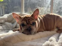 Pink, a female French Bulldog for sale in Richmond, VA – Photo 1 of 4