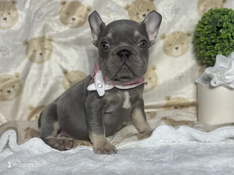 Holly  – French Bulldog puppy for sale in Richmond, VA