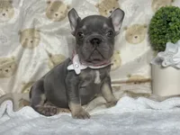 Holly , a female French Bulldog for sale in Richmond, VA – 1 of 4