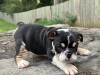 Marco, a male English Bulldog for sale in Richmond, VA – 4 of 4