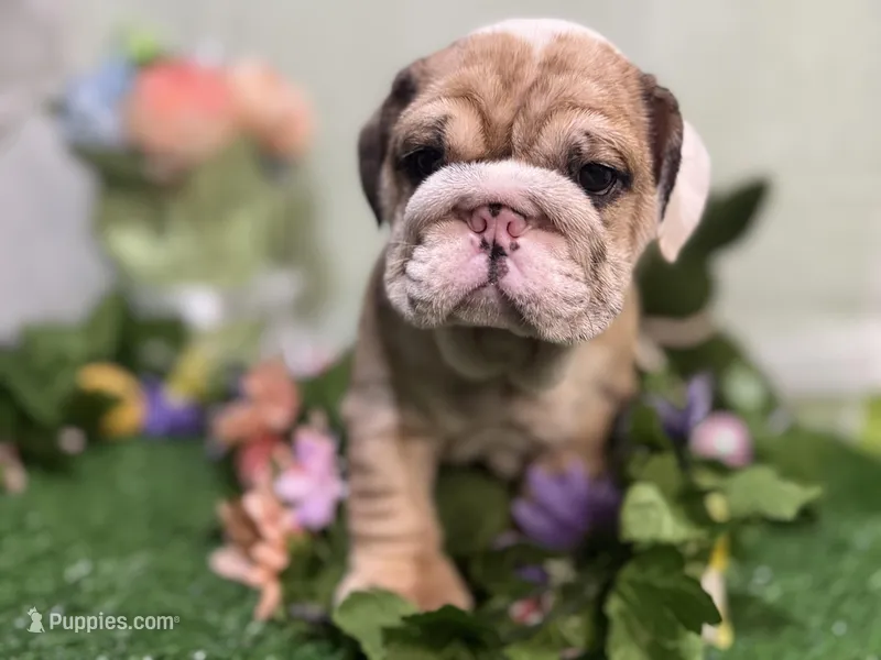 Maddox – English Bulldog puppy for sale in Richmond, VA