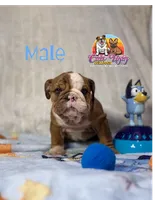 Cooper, a male English Bulldog for sale in Richmond, VA – 5 of 5