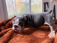 Cece, a female English Bulldog for sale in Richmond, VA – 2 of 3