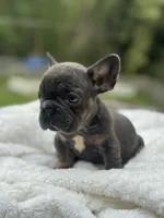 Bluey, a male French Bulldog for sale in Richmond, VA – 4 of 5