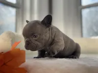 Denver, a male French Bulldog for sale in Richmond, VA – 3 of 4