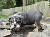 Selena , a female English Bulldog for sale in Richmond, VA – 3 of 3