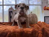 Dominic, a male English Bulldog for sale in Richmond, VA – 4 of 4