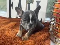 Woody, a male French Bulldog for sale in Richmond, VA – 3 of 3