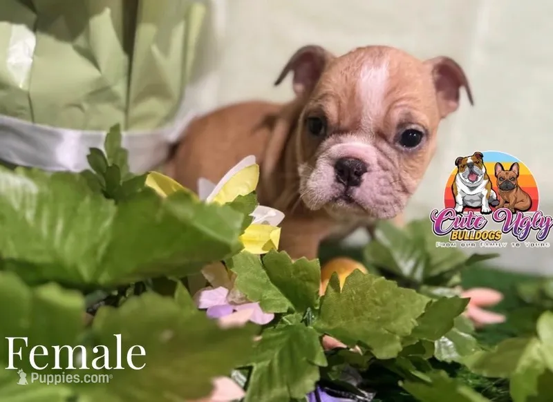 Honey – English Bulldog puppy for sale in Richmond, VA