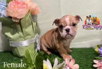 Honey, a female English Bulldog for sale in Richmond, VA – Photo 2 of 2