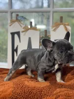 Oakley, a male French Bulldog for sale in Richmond, VA – 2 of 3