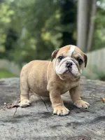 Chuck, a male English Bulldog for sale in Richmond, VA – 3 of 5