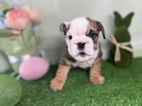 Tiger, a male English Bulldog for sale in Richmond, VA – Photo 3 of 4