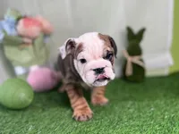 Tiger, a male English Bulldog for sale in Richmond, VA – Photo 2 of 4