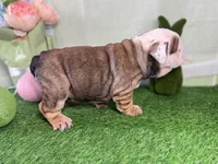 Tiger, a male English Bulldog for sale in Richmond, VA – Photo 4 of 4