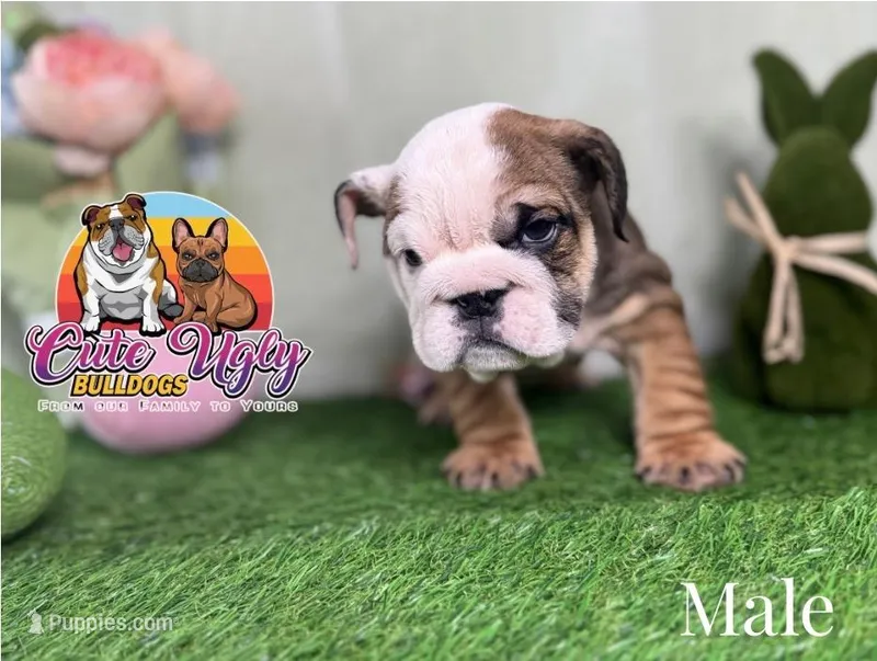 Tiger – English Bulldog puppy for sale in Richmond, VA